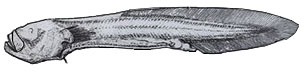 Nybelinella erikssoni_claves_01.jpg